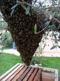 Essaims d'abeilles 