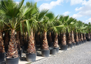 Export de palmiers washingtonia et Lauriers 