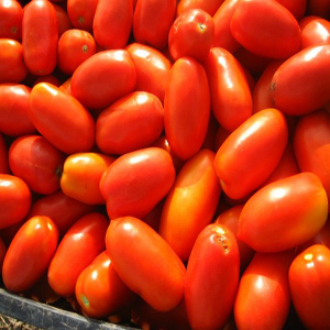 Tomate ERCOLE